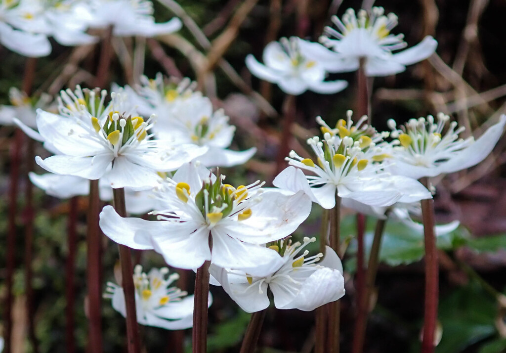 キタヤマオウレン