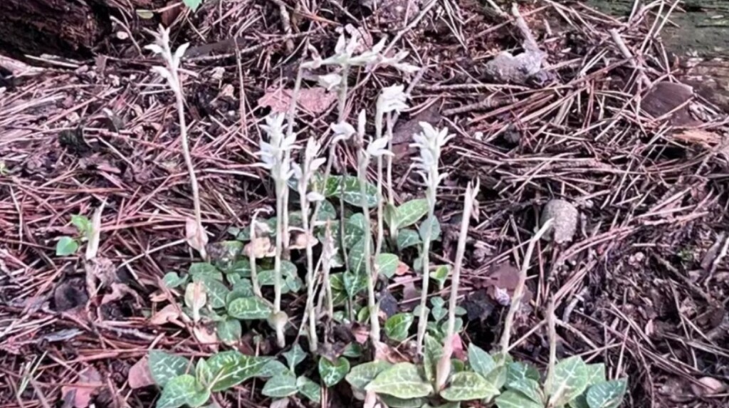 スクリーンショット_24-6-2024_221055_yamatabi-tenku-club.jpn.org