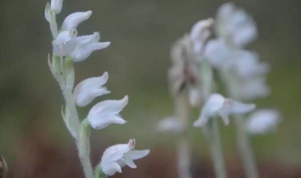 スクリーンショット_24-6-2024_22118_yamatabi-tenku-club.jpn.org