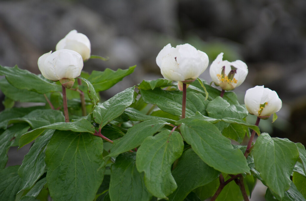 DSC_1034 - コピー