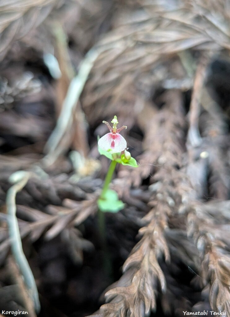PXL_20250829_051623404.MACRO_FOCUS - コピー