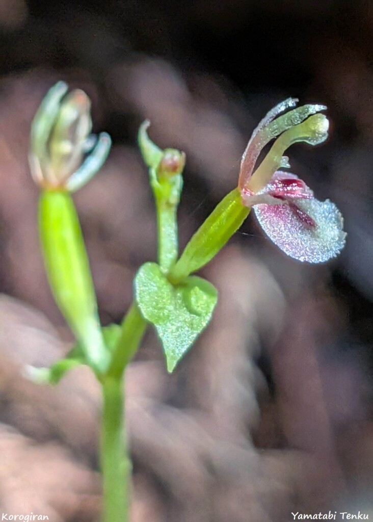 PXL_20250829_053558773.MACRO_FOCUS - コピー