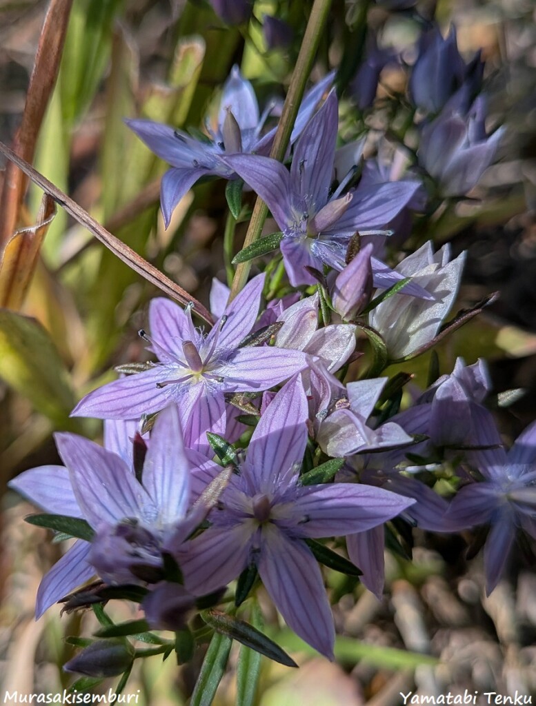 PXL_20251117_031452874.MACRO_FOCUS - コピー