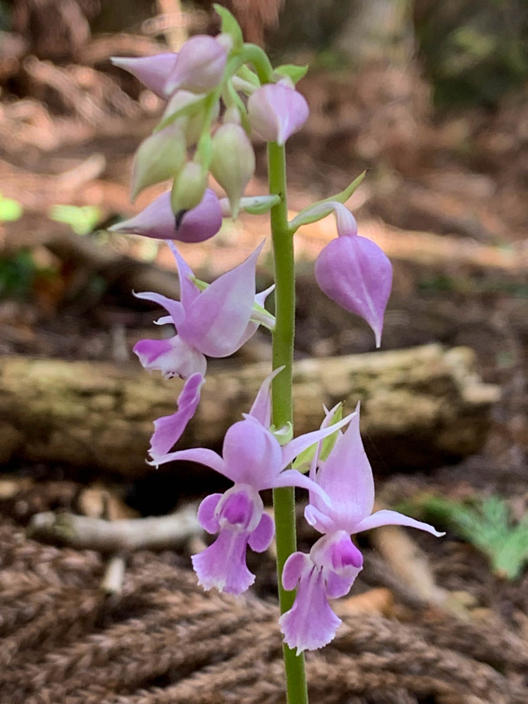 ナツエビネ1 - コピー (2)