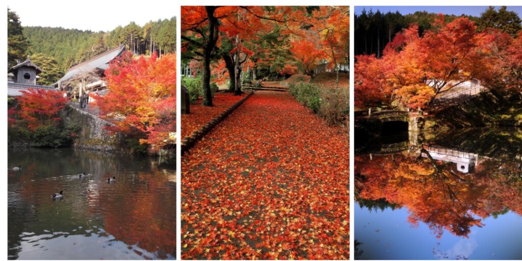 Web キャプチャ_22-9-2023_171338_www.tambacity-kankou.jp