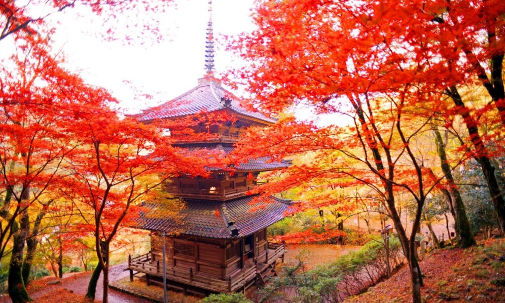 Web キャプチャ_22-9-2023_171612_www.tambacity-kankou.jp