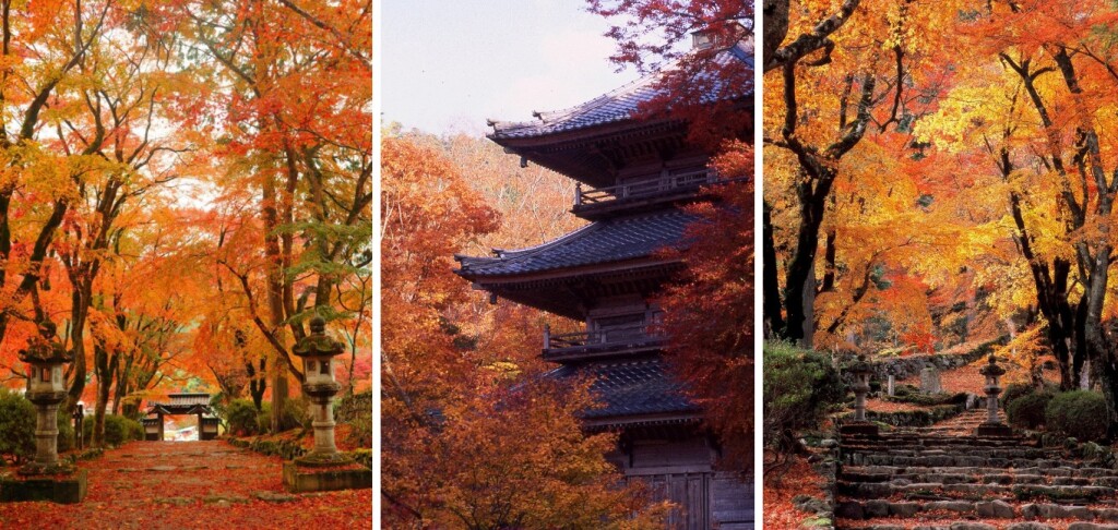 Web キャプチャ_22-9-2023_171634_www.tambacity-kankou.jp