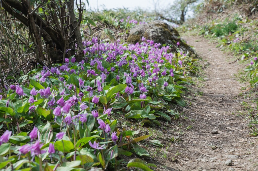 月惜山-39 - コピー